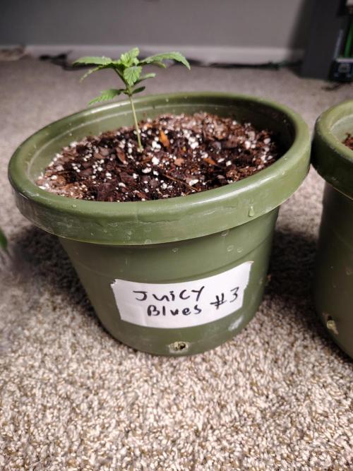 Juicy Blues Auto (Run #2). Week 1