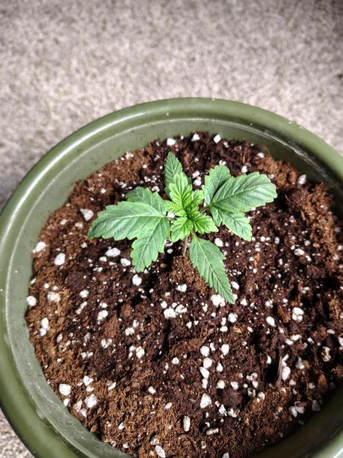 Juicy Blues Auto (Run #2). Week 1