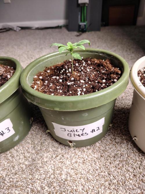 Juicy Blues Auto (Run #2). Week 1