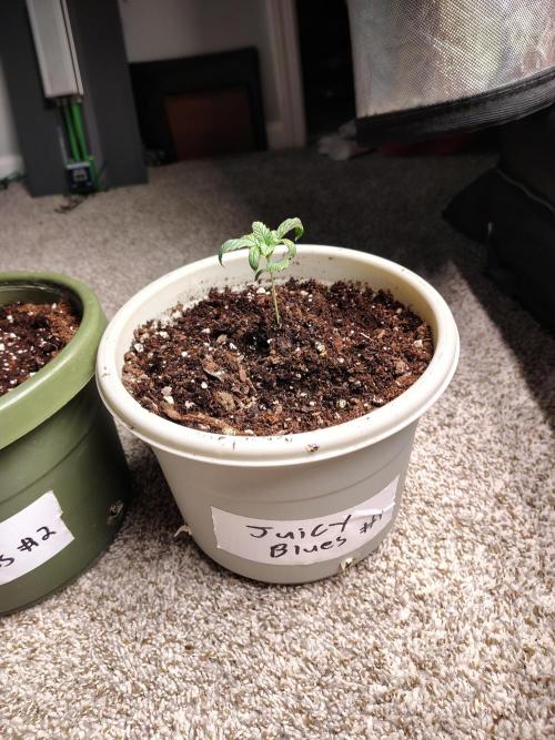 Juicy Blues Auto (Run #2). Week 1