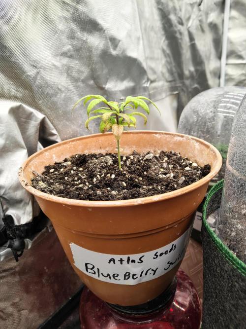 Blueberry Swirl. Week 7