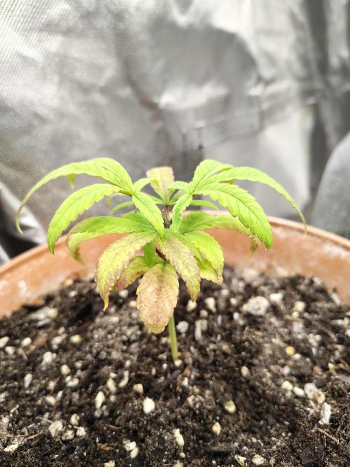 Blueberry Swirl. Week 7