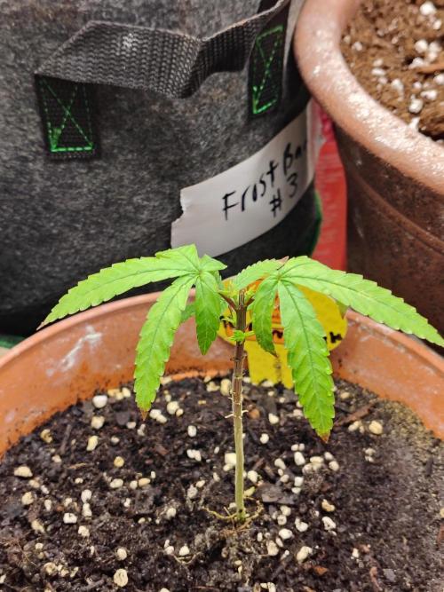 Alien Moonrocks. Week 7