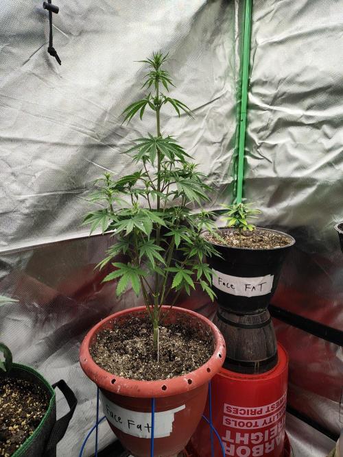 Face Fat (Run #2). Week 5