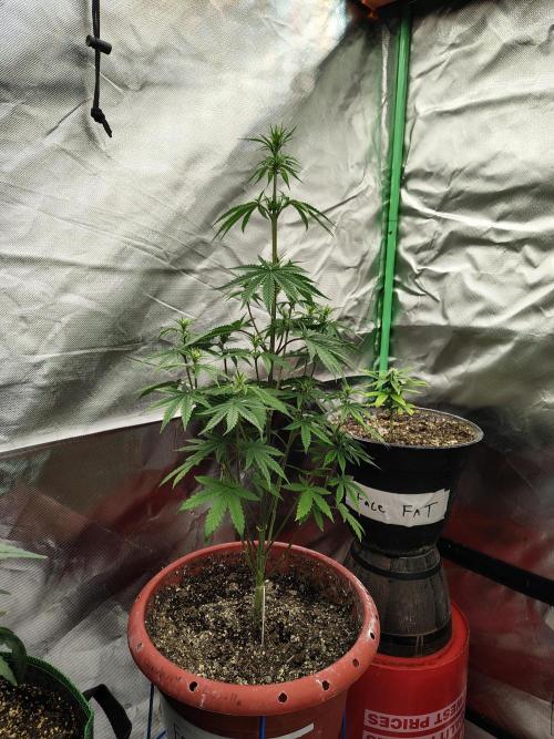 Face Fat (Run #2). Week 5