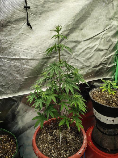 Face Fat (Run #2). Week 5