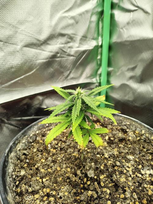 Face Fat (Run #2). Week 5