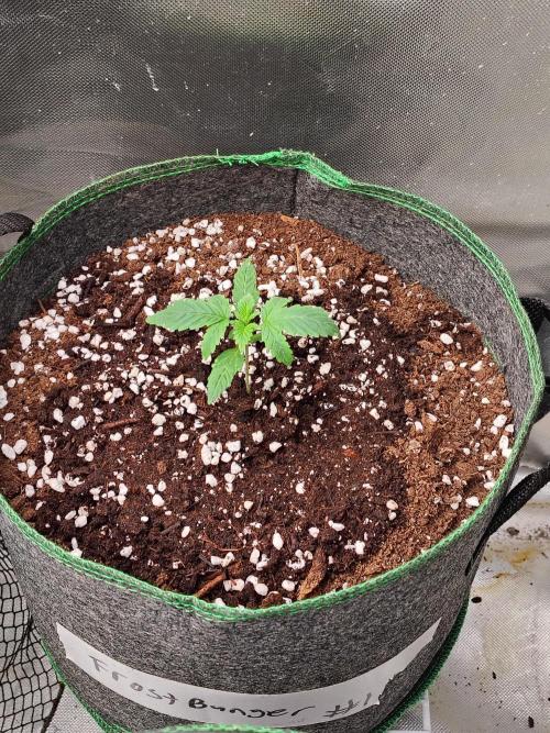 FrostBanger Auto. Week 1