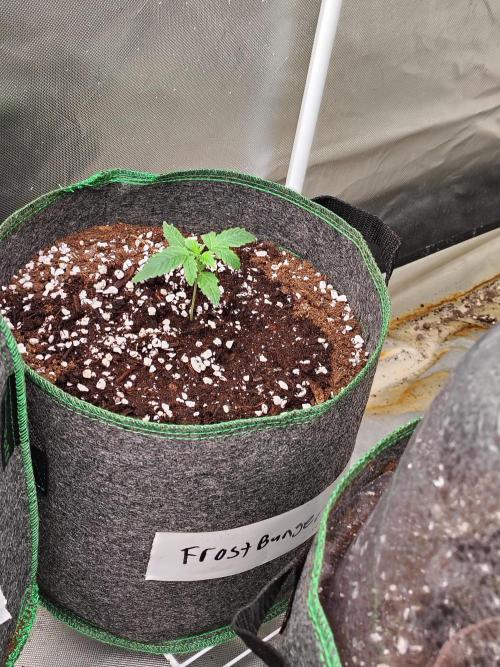 FrostBanger Auto. Week 1