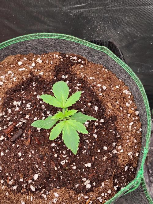 FrostBanger Auto. Week 1