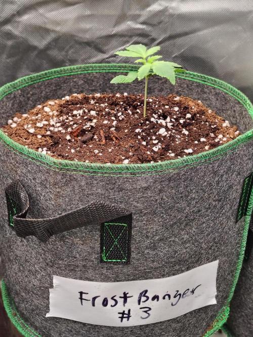 FrostBanger Auto. Week 1