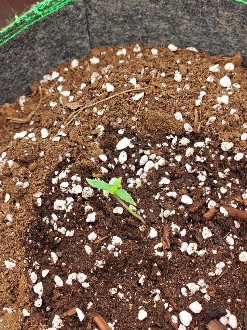 FrostBanger Auto. Week 1