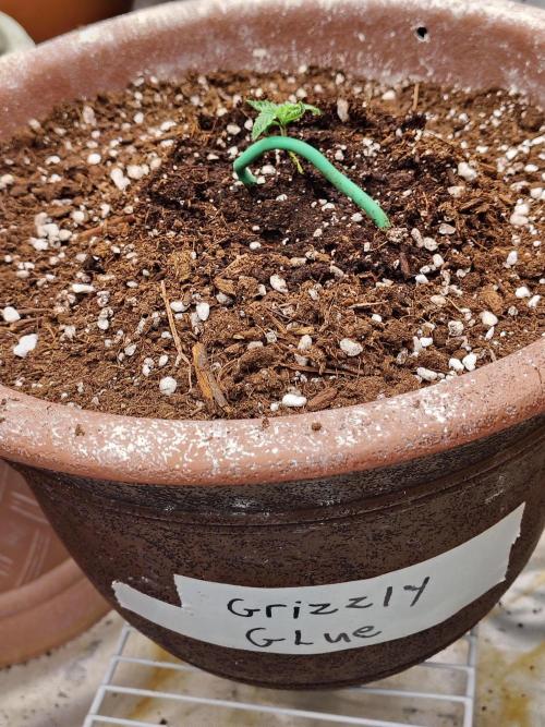 Grizzly Glue. Week 1