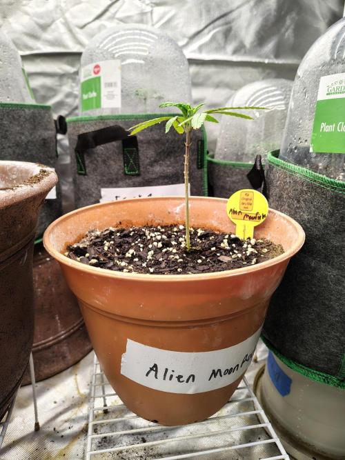 Alien Moonrocks. Week 8