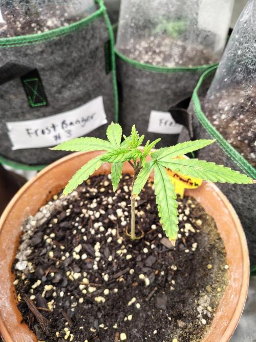 Alien Moonrocks. Week 8