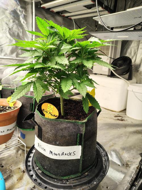 Alien Moonrocks. Week 8