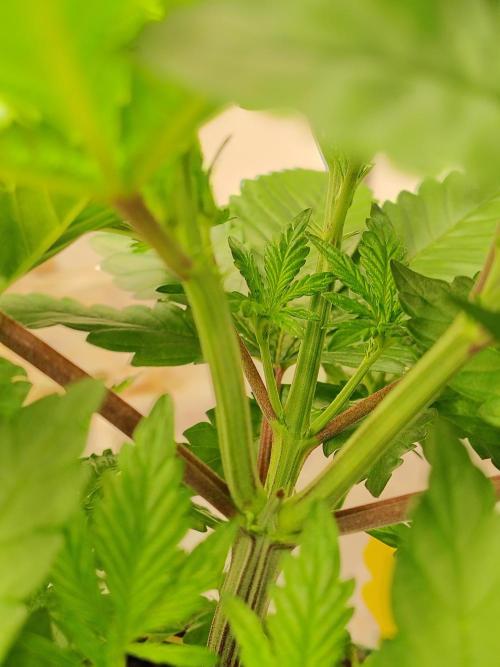 Alien Moonrocks. Week 8