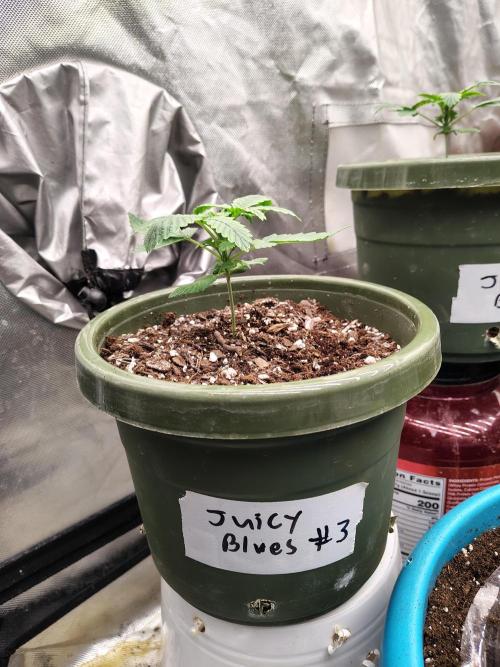 Juicy Blues Auto (Run #2). Week 2