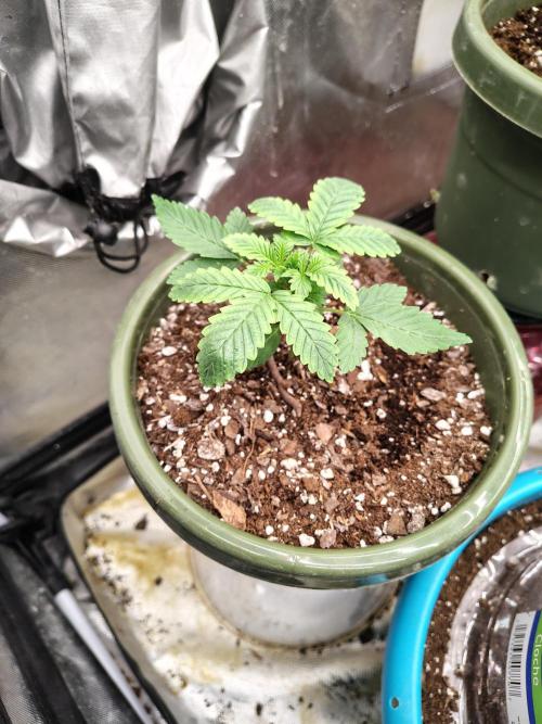 Juicy Blues Auto (Run #2). Week 2