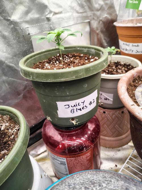 Juicy Blues Auto (Run #2). Week 2