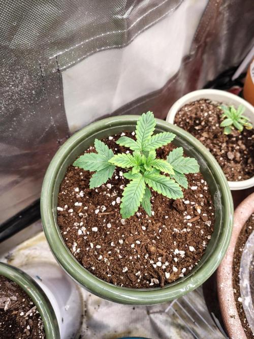 Juicy Blues Auto (Run #2). Week 2