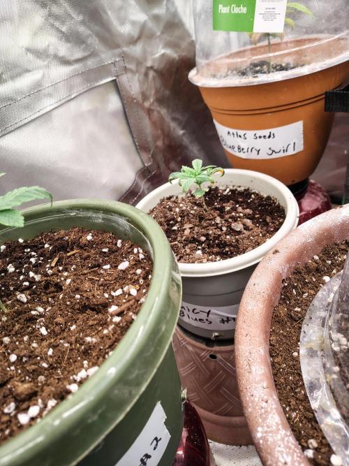 Juicy Blues Auto (Run #2). Week 2