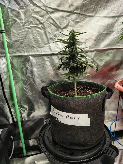 Bourbon Berry. Week 8
