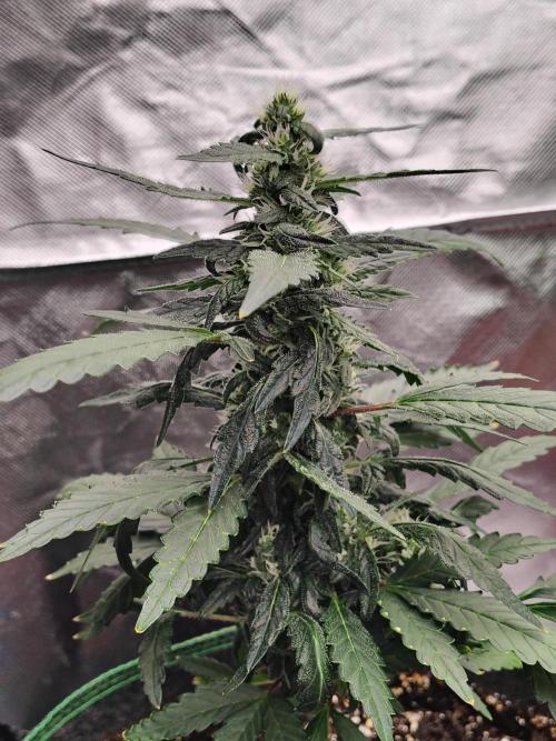 Bourbon Berry. Week 8