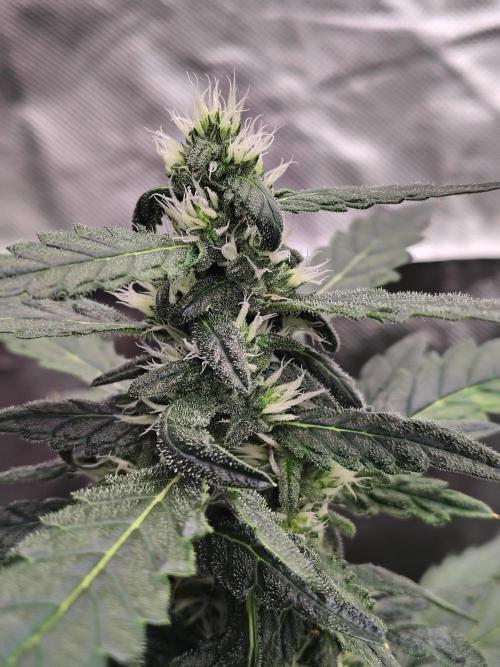 Bourbon Berry. Week 8