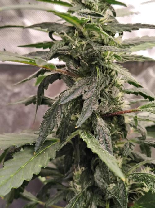 Bourbon Berry. Week 8