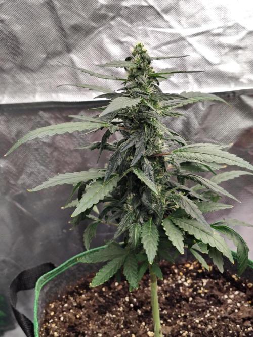 Bourbon Berry. Week 8