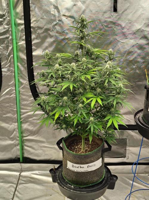 Bourbon Berry. Week 8