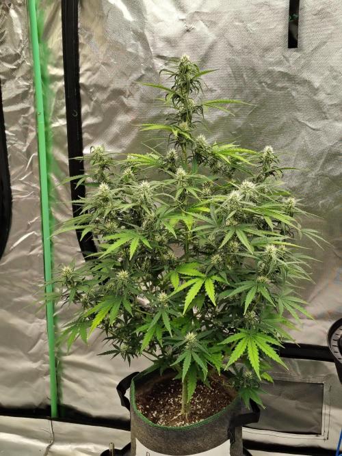 Bourbon Berry. Week 8