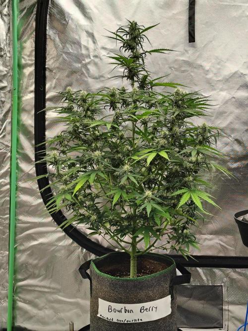 Bourbon Berry. Week 8