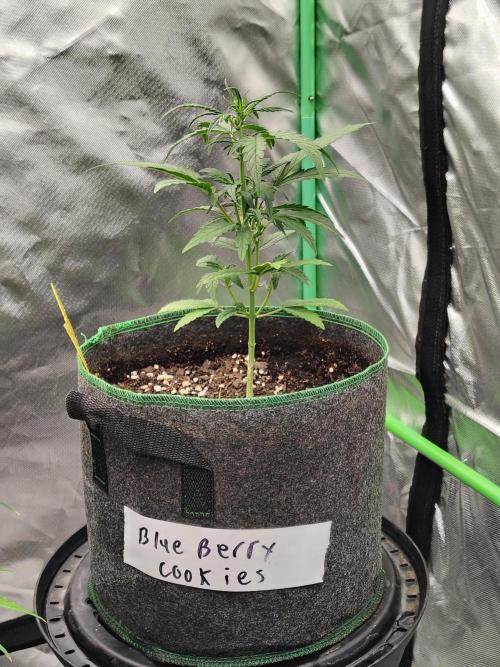 Blueberry Cookies. Week 5