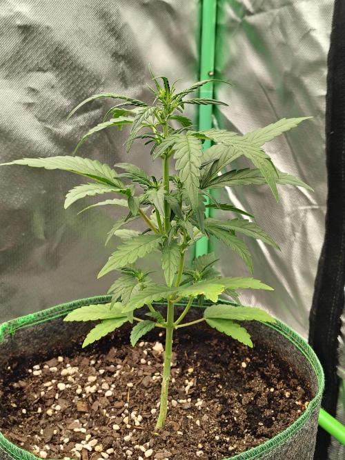 Blueberry Cookies. Week 5