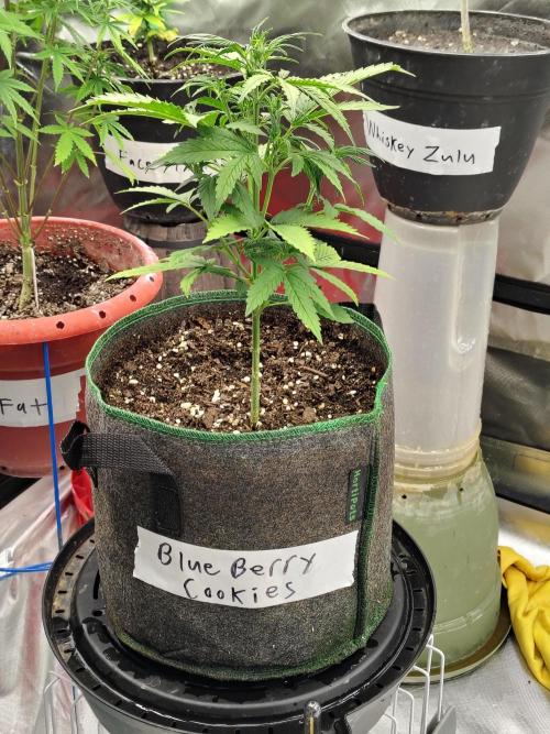 Blueberry Cookies. Week 5