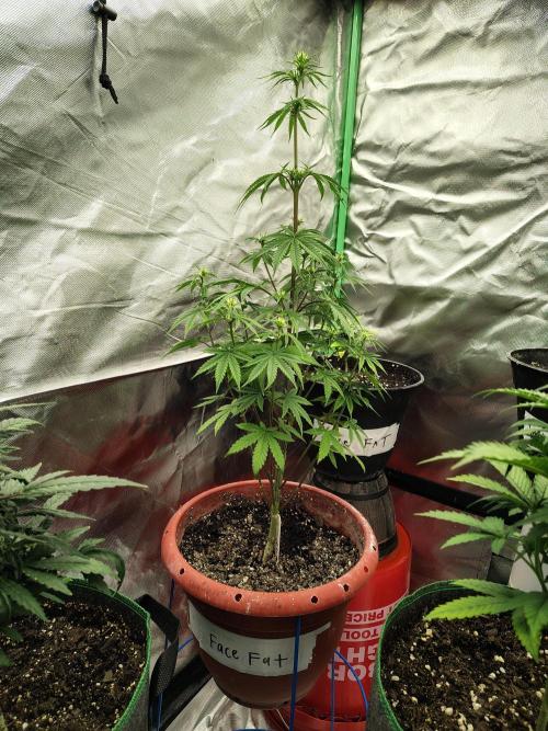 Face Fat (Run #2). Week 5