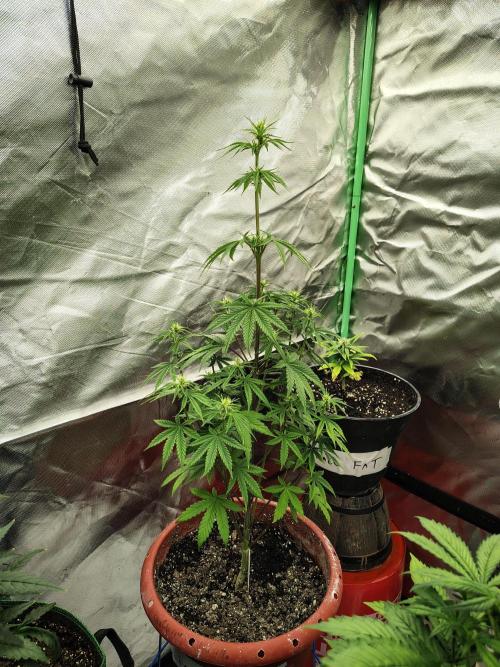 Face Fat (Run #2). Week 5