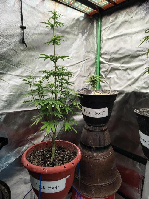 Face Fat (Run #2). Week 6