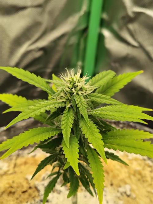 Face Fat (Run #2). Week 6