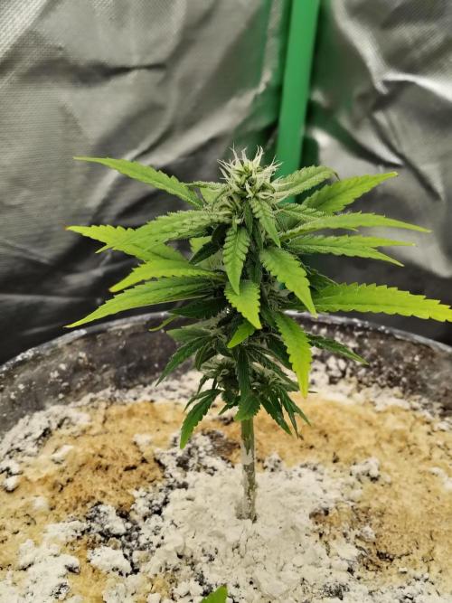 Face Fat (Run #2). Week 6