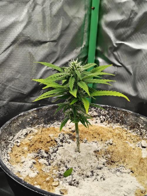 Face Fat (Run #2). Week 6