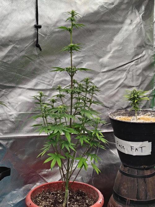 Face Fat (Run #2). Week 6