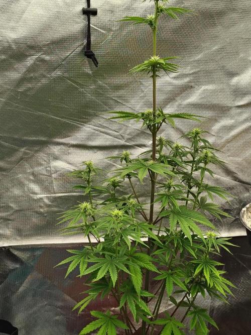 Face Fat (Run #2). Week 6