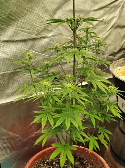 Face Fat (Run #2). Week 6