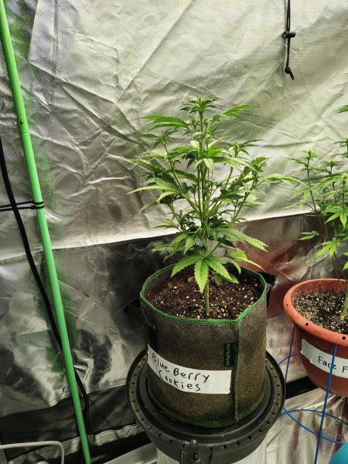 Blueberry Cookies. Week 5