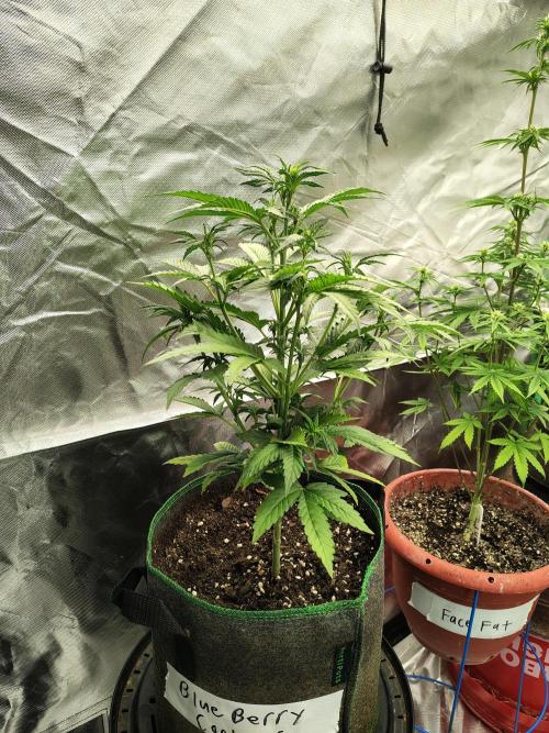 Blueberry Cookies. Week 5