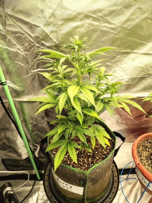 Blueberry Cookies. Week 5