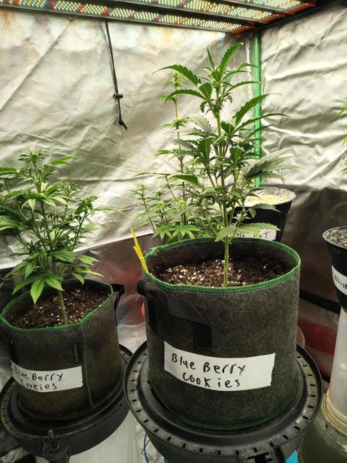 Blueberry Cookies. Week 5